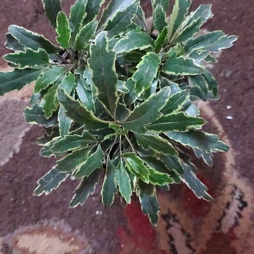 Captain Plant-it