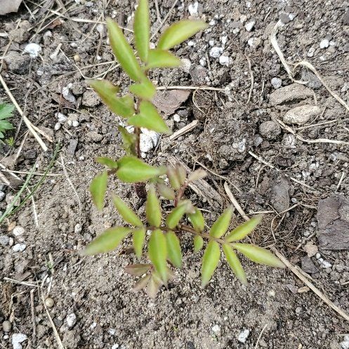 Photo of the plant species American Black Elderberry by @FreshSweetflag named Demi on Greg, the plant care app