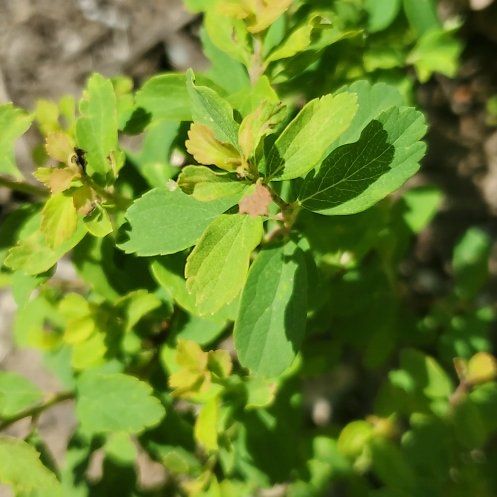 Photo of the plant species Rose Meadowsweet by @FreshSweetflag named Plato on Greg, the plant care app