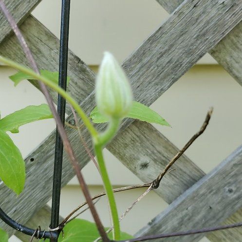 Photo of the plant species Purple Clematis by @FreshSweetflag named Kobe on Greg, the plant care app