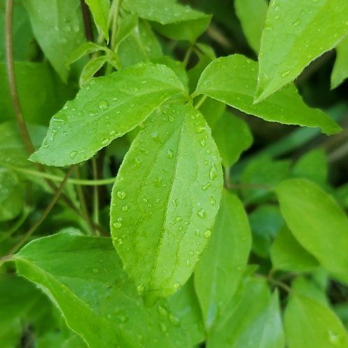 Photo of the plant species Virgin's Bower by @FreshSweetflag named Tolkien on Greg, the plant care app