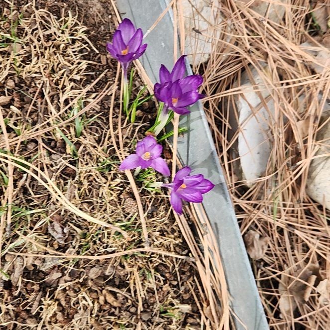 Photo of the plant species European Venus' Looking Glass by @IdealGonolobus named Robert Plant on Greg, the plant care app