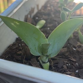 Photo of the plant species Octopus Agave by @TycoonCatmint named Sol on Greg, the plant care app