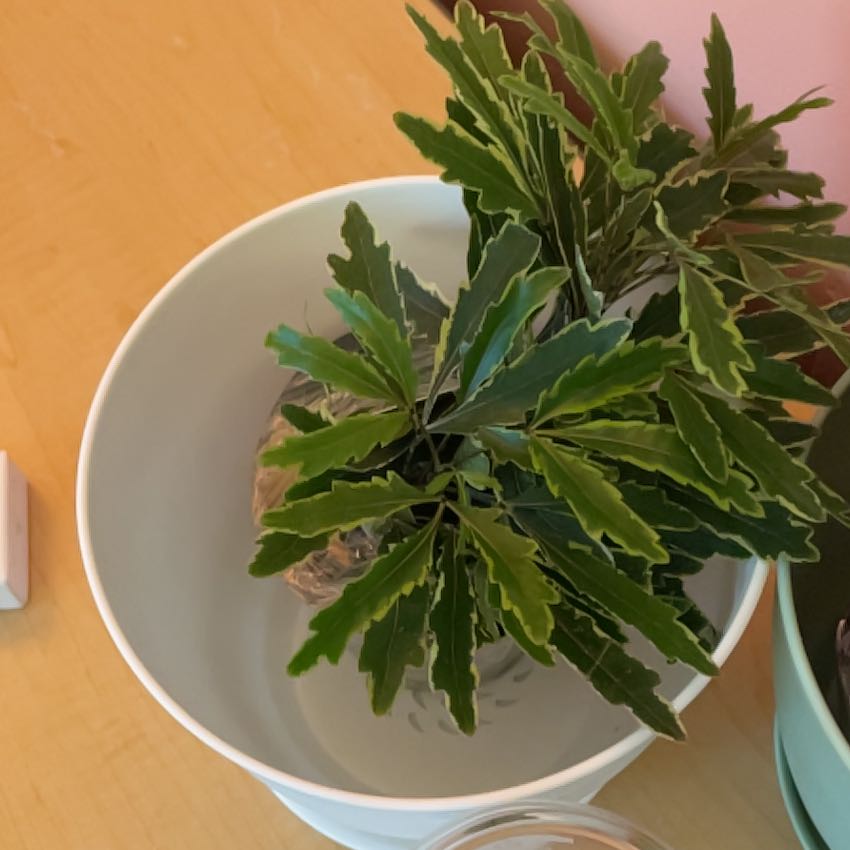 Photo of the plant species gold crest false aralia by @EnduringApple named Lola on Greg, the plant care app
