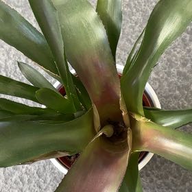 Photo of the plant species Bromeliad Medusa by @SocialLovage34 named Sproutacus on Greg, the plant care app