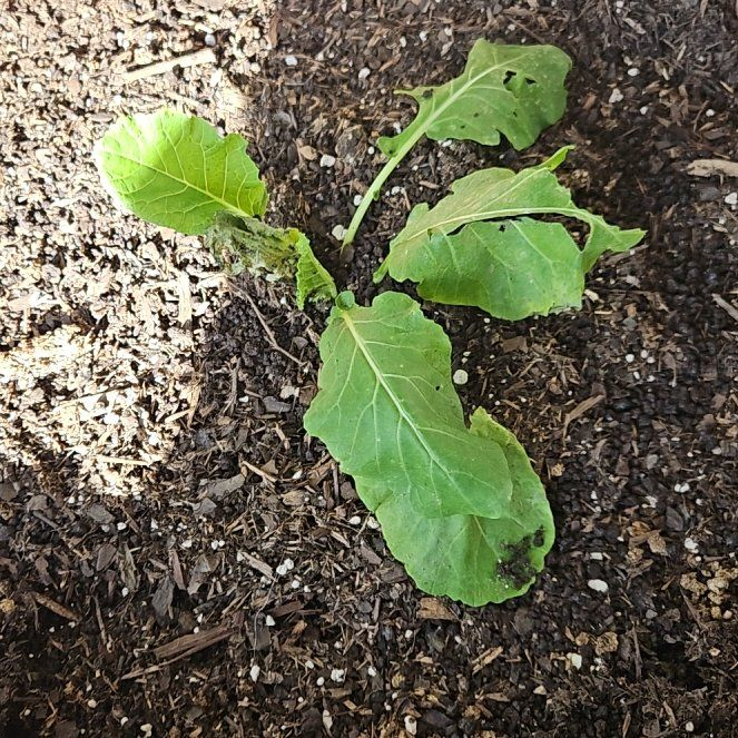 Photo of the plant species Collard Greens by @RefinedChaya71 named Naomi on Greg, the plant care app