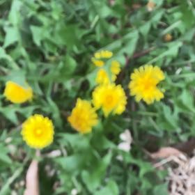 Photo of the plant species Common Fleabane by @PoshWolfsbane named Doja Cat on Greg, the plant care app