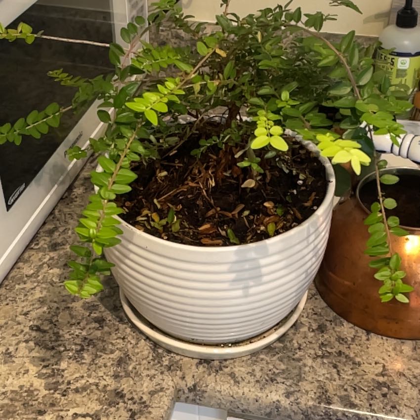 Photo of the plant species Box Honeysuckle by @StarDownyphlox named Dolores on Greg, the plant care app