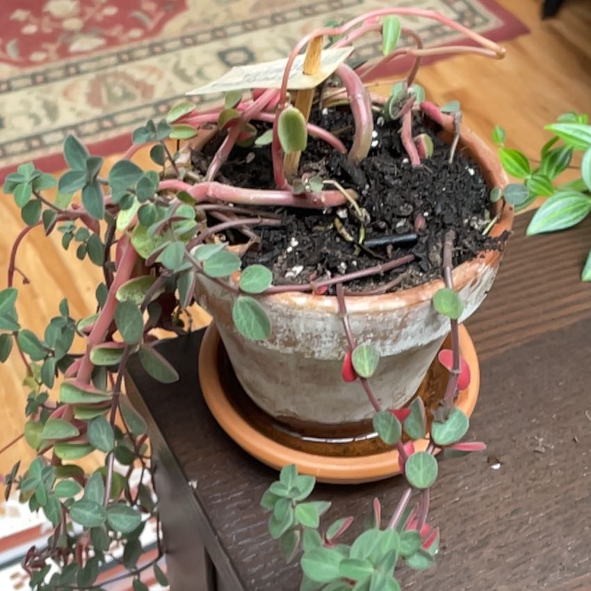 Photo of the plant species Peperomia rubella by @StarDownyphlox named Girlfrond on Greg, the plant care app