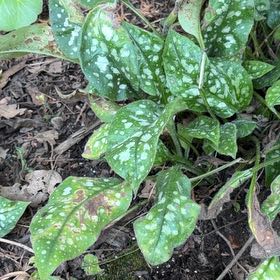 Photo of the plant species Common Lungwort by @OpenlyTinybluet named Beyonce on Greg, the plant care app