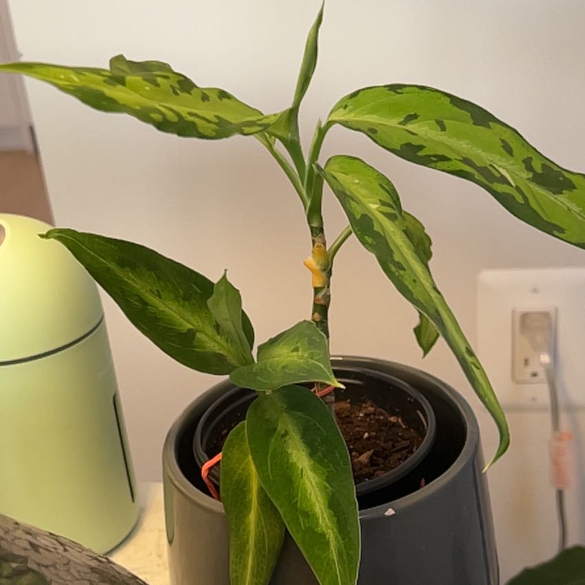 Photo of the plant species Chinese Evergreen by @Katbergspider named Sanders on Greg, the plant care app