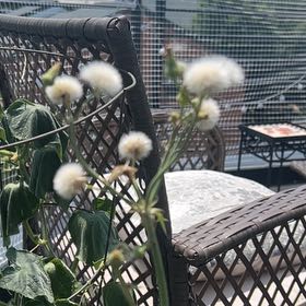 Photo of the plant species Argentine Fleabane by @Katbergspider named Achilles on Greg, the plant care app