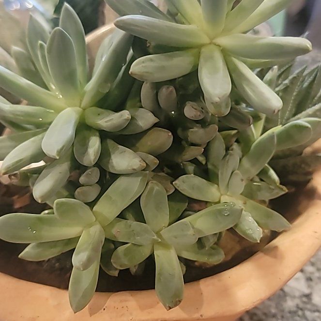Photo of the plant species Echeveria 'Boe Kari' by @VipSyngonium77 named Boey on Greg, the plant care app