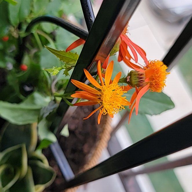 Photo of the plant species Mexican flamevine by @VipSyngonium77 named Huckleberry Fern on Greg, the plant care app