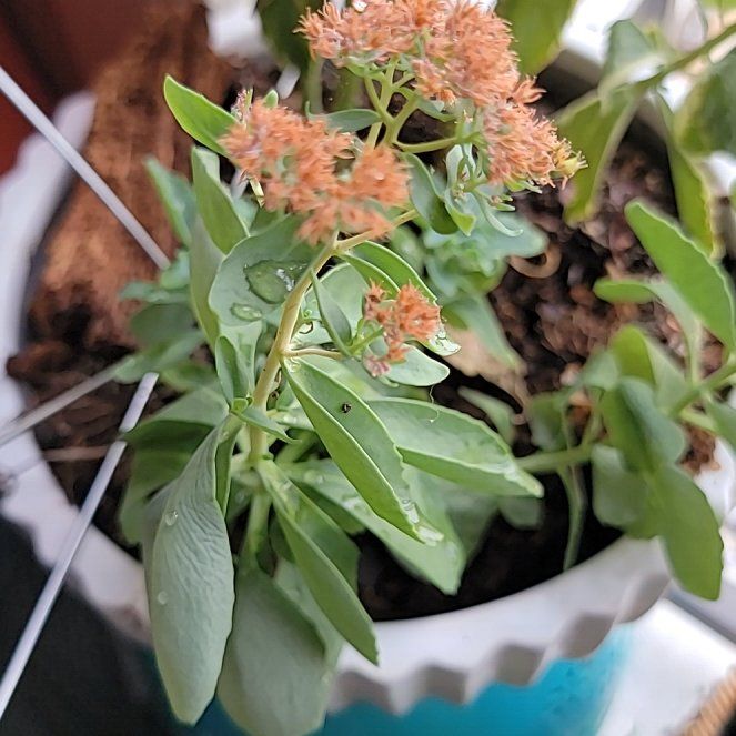 Photo of the plant species Sedum spurium 'John Creech' by @VipSyngonium77 named Muhammad Ali on Greg, the plant care app