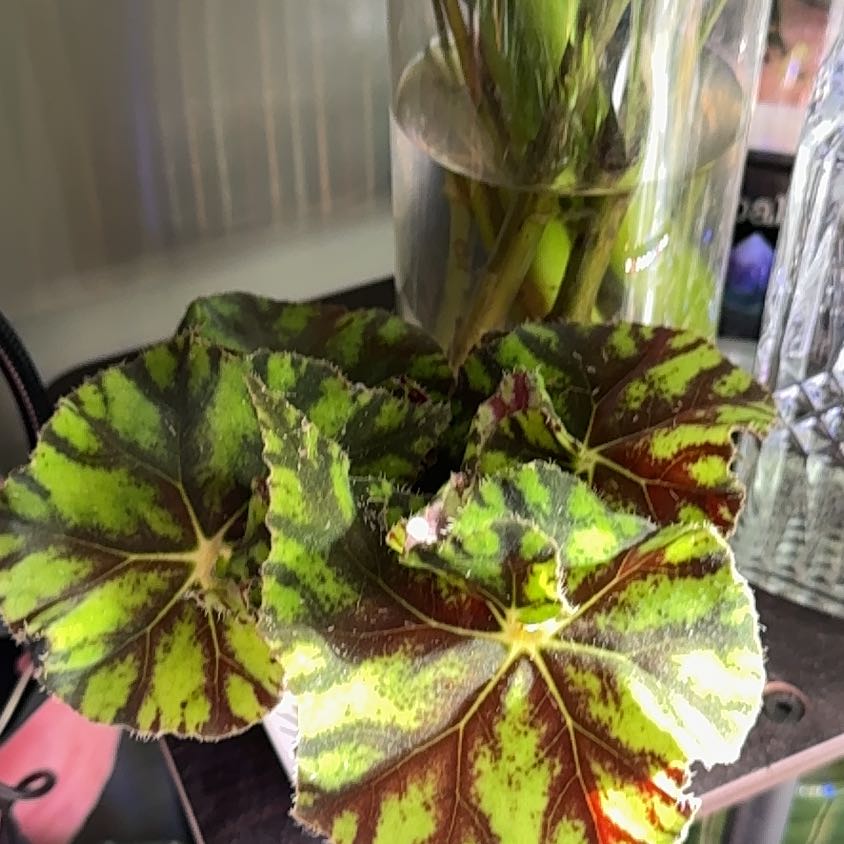 Photo of the plant species Begonia Rex 'Spirit of Pemba' by @planthoe03 named Sproutacus on Greg, the plant care app