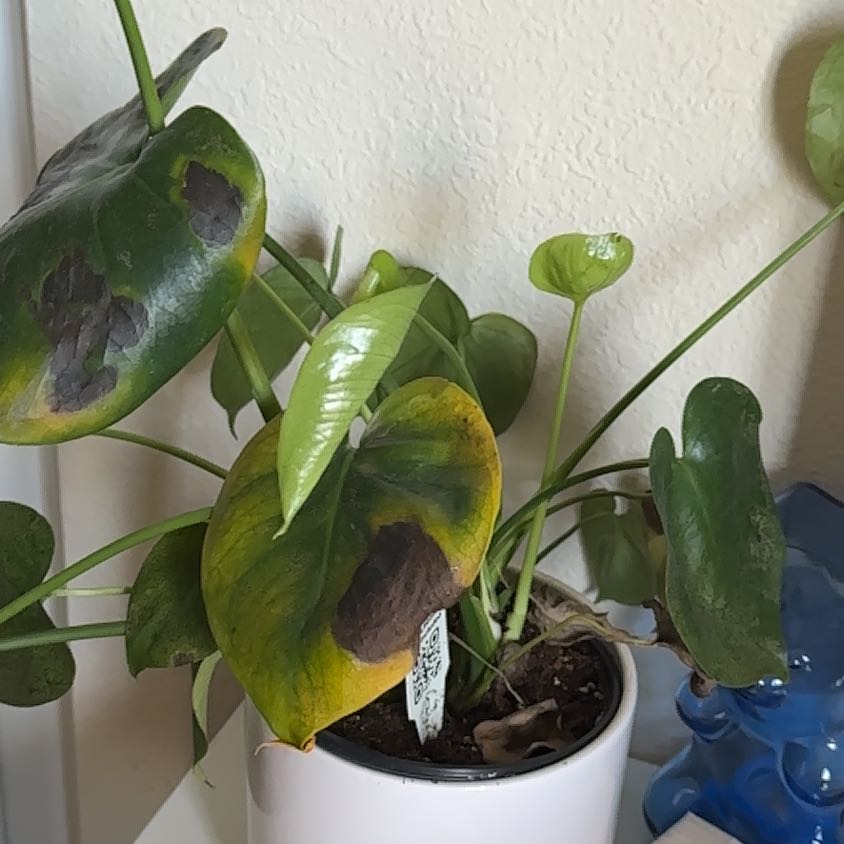 Photo of the plant species Pothos by @FamouslyAnacua named Hamilton on Greg, the plant care app