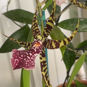 Photo of the plant species Unforgetable Oncidium by @Jenny808 named Arachnis on Greg, the plant care app