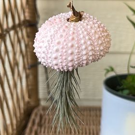 Photo of the plant species air plant by @Jenny808 named Tolkien on Greg, the plant care app