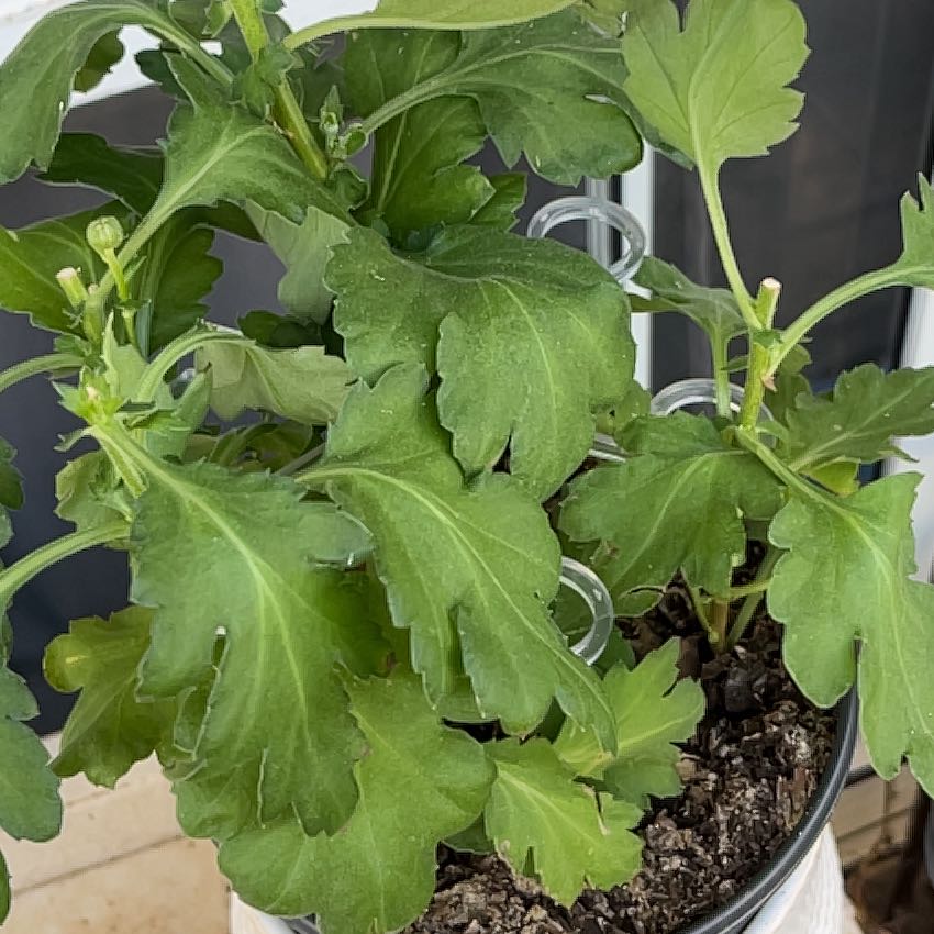 Photo of the plant species Football Mum by @Jenny808 named Sproutacus on Greg, the plant care app