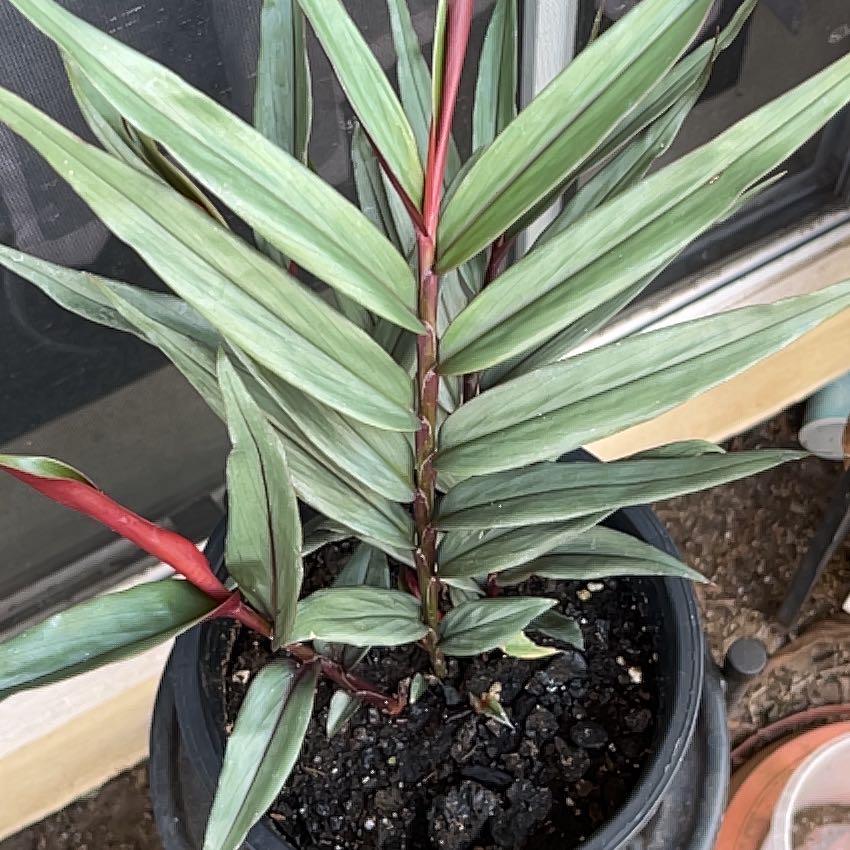 Photo of the plant species Ginger Bamboo by @Jenny808 named Alpinia luteocarpa on Greg, the plant care app