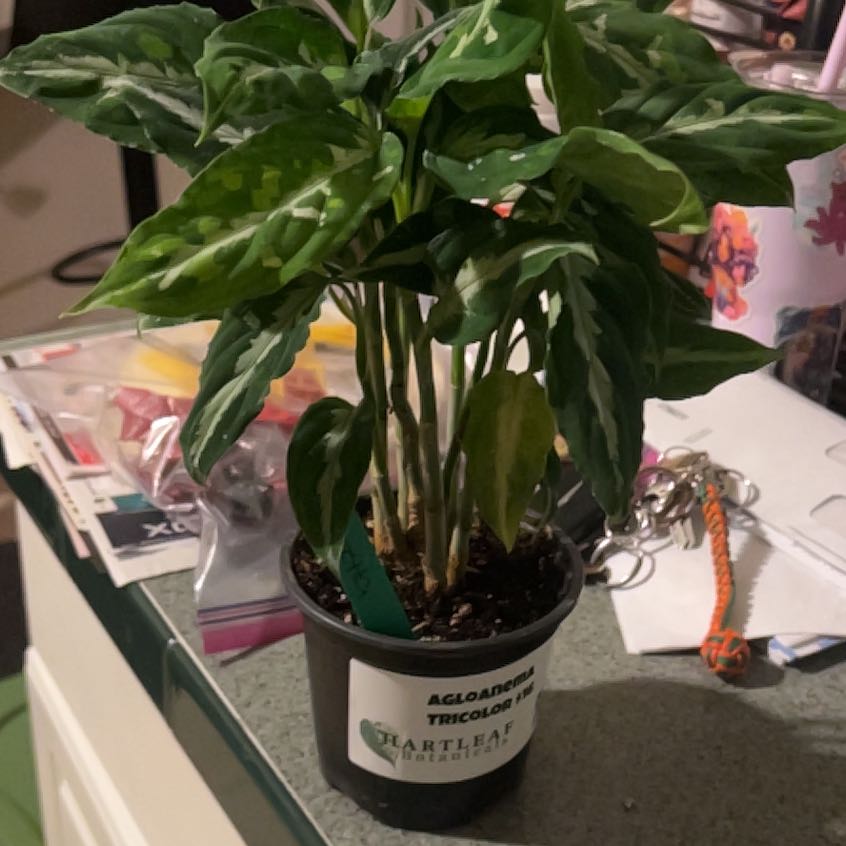 Photo of the plant species Max Tricolor Aglaonema by @PotHead88 named Curie on Greg, the plant care app