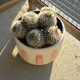 Photo of the plant species Columnar Cactus by @VitalChervil30 named Callie on Greg, the plant care app