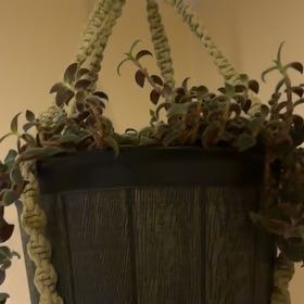 Photo of the plant species Teddy Bear Vine by @SlickPalmgrass named Teddy Bear on Greg, the plant care app