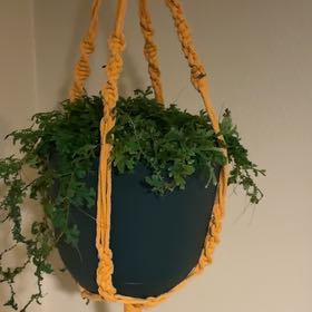 Photo of the plant species Rainbow moss, Peacock fern by @SlickPalmgrass named Oscar on Greg, the plant care app