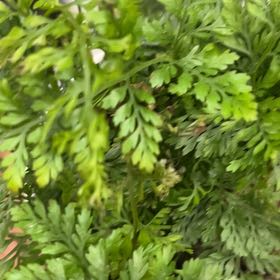 Photo of the plant species Hen and Chicken Fern by @ImpishRedpepers named Kardashian on Greg, the plant care app
