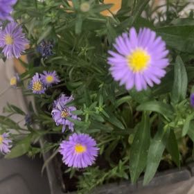 Photo of the plant species Alpine Aster by @ToughBluecohosh named Athena on Greg, the plant care app