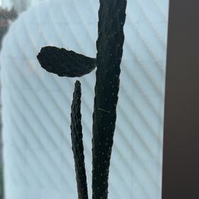Photo of the plant species Cochineal Cactus by Shawn named Harmony on Greg, the plant care app