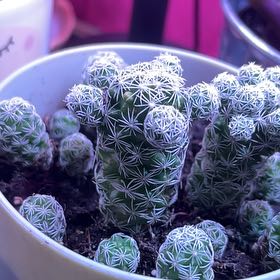 Photo of the plant species arizona snowcap by @IntenseZucchini named Fernie Mercury on Greg, the plant care app