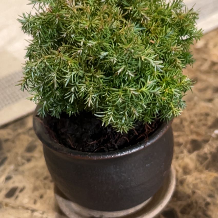 Photo of the plant species Sawara cypress by @ZappyRexbegonia named Goose on Greg, the plant care app
