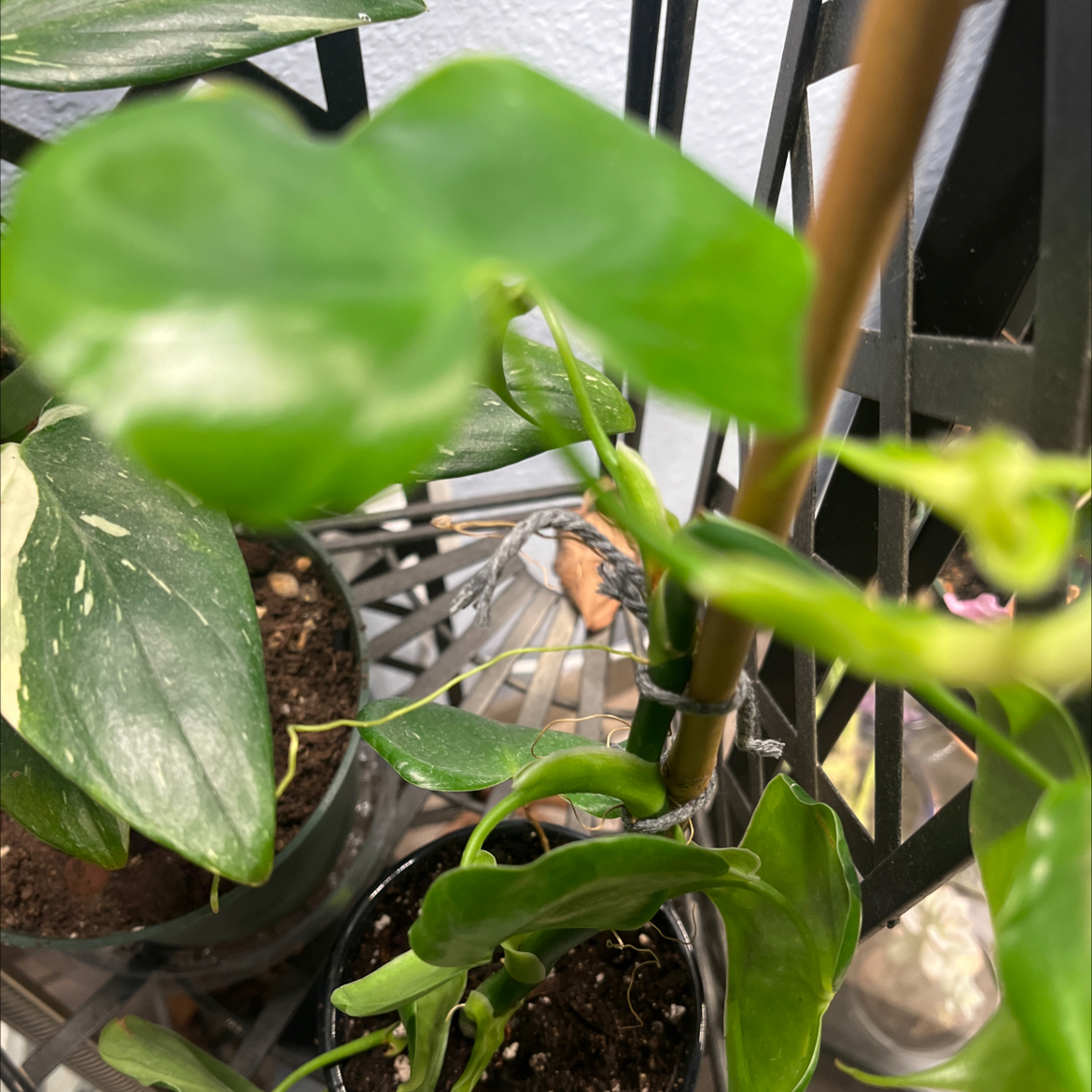 Photo of the plant species Philodendron grazielae by @RichRubybonnet named Eva on Greg, the plant care app