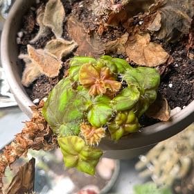 Photo of the plant species Begonia by @RichRubybonnet named Curie on Greg, the plant care app