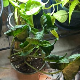 Photo of the plant species Godzilla Plant by @RichRubybonnet named Cleopatra on Greg, the plant care app