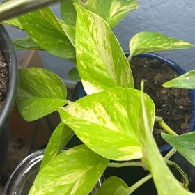 Photo of the plant species Variegated Neon Pothos by @RichRubybonnet named Elina on Greg, the plant care app