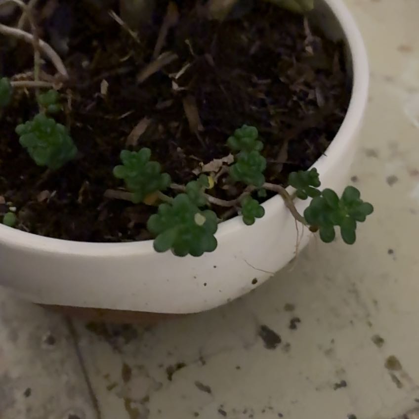 Photo of the plant species Sand Pygmyweed by @StunningDaisy96 named Aria on Greg, the plant care app