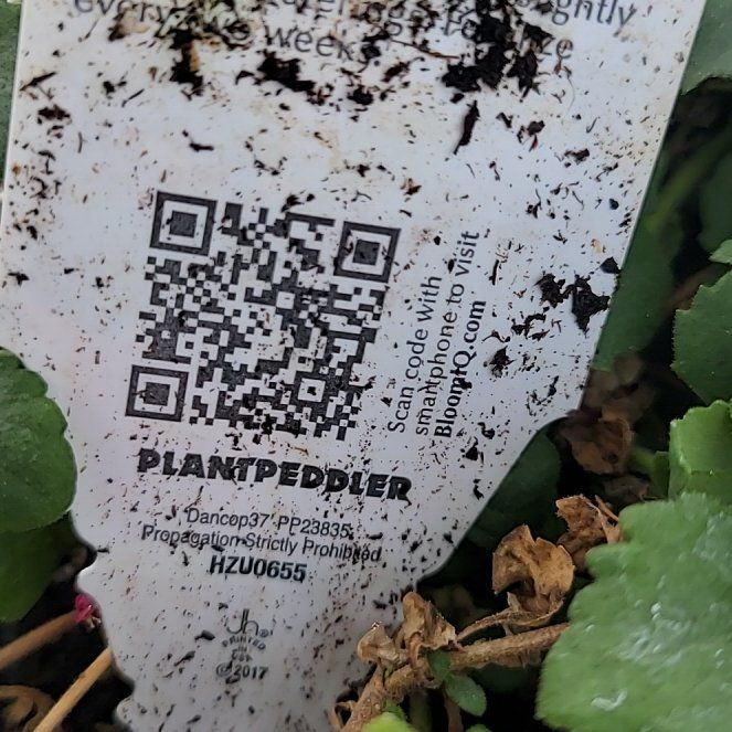 Photo of the plant species Indian Pennywort by @SavvyWelshpoppy named Darwin on Greg, the plant care app