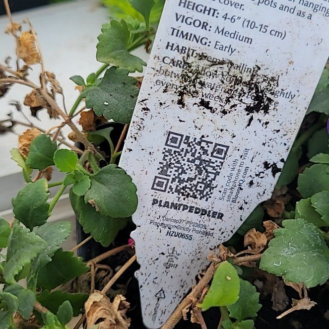 Photo of the plant species Indian Pennywort by @SavvyWelshpoppy named Leaf Erickson on Greg, the plant care app