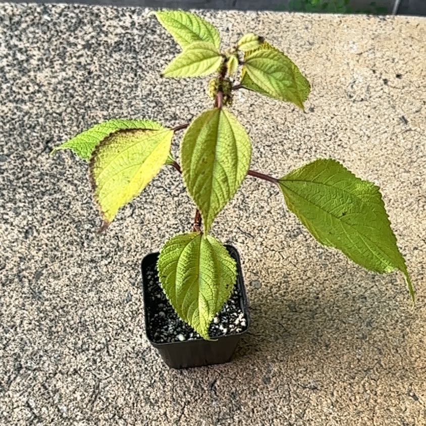 Photo of the plant species Mamaki by @ZestBaytree30 named James Dean on Greg, the plant care app