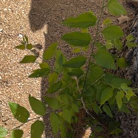Photo of the plant species Purple Beautyberry by @LivelyRiberry16 named Muhammad Ali on Greg, the plant care app