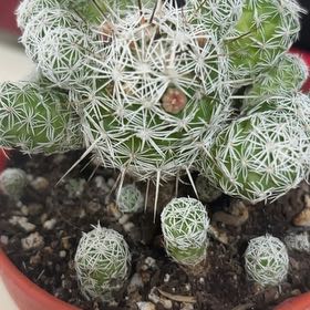 Photo of the plant species Thimble Cactus by @FoxyHaworthia1 named Gomez on Greg, the plant care app