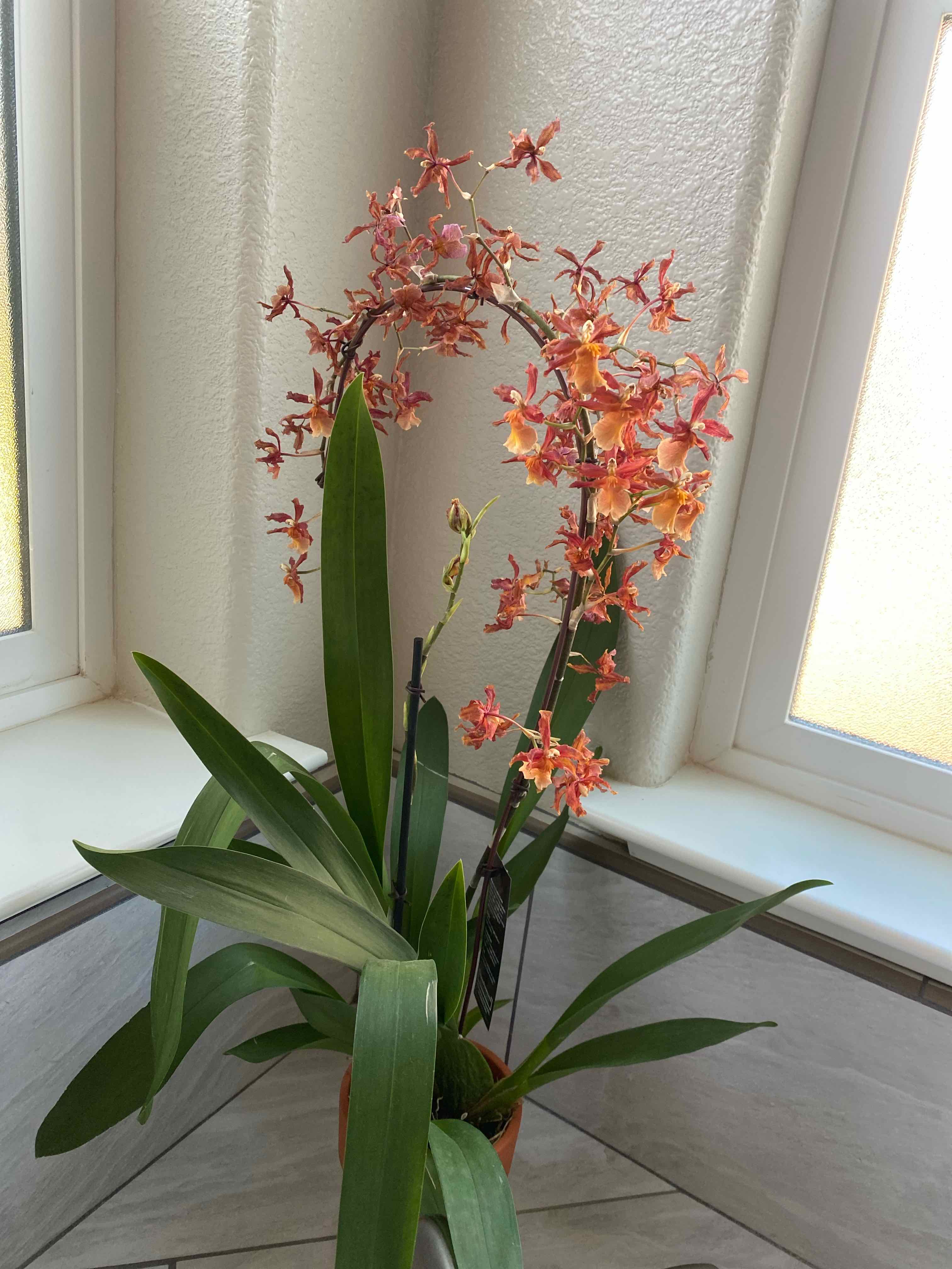 Dancing-Lady Orchid with vibrant flowers and healthy green leaves in a well-lit indoor environment.