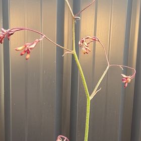 Photo of the plant species Kangaroo Paw 'Bush Pearl' by @GoodySwedishivy named Navajo on Greg, the plant care app