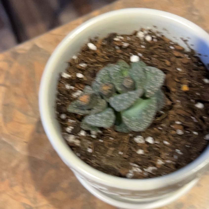 Photo of the plant species Assorted Titanopsis by @InerrantPlain23 named Gaga on Greg, the plant care app