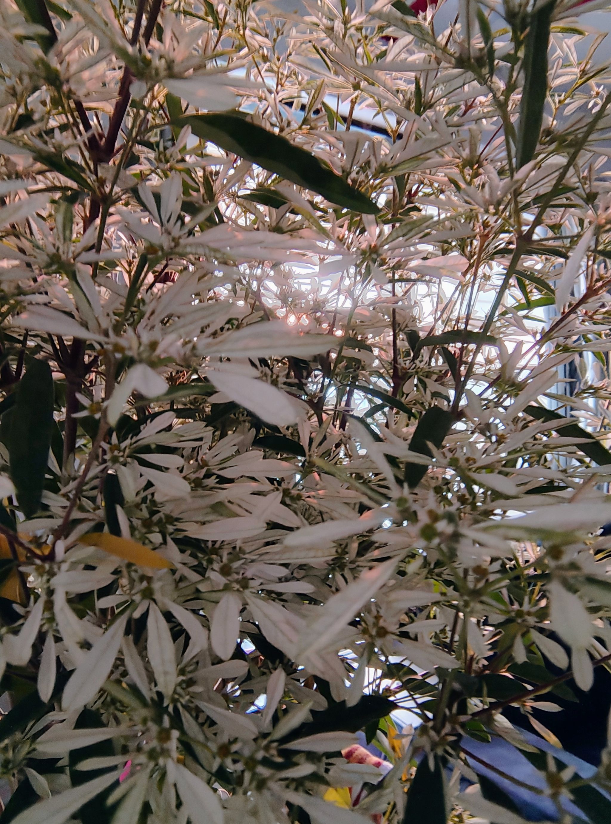 Photo of the plant species Euphorbia 'Diamond Frost' by @HeadFlaxsilk81 named Diamond frost on Greg, the plant care app