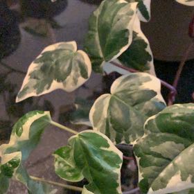 Photo of the plant species Variegated Algerian Ivy by @HeroWaxivy6 named Darwin on Greg, the plant care app