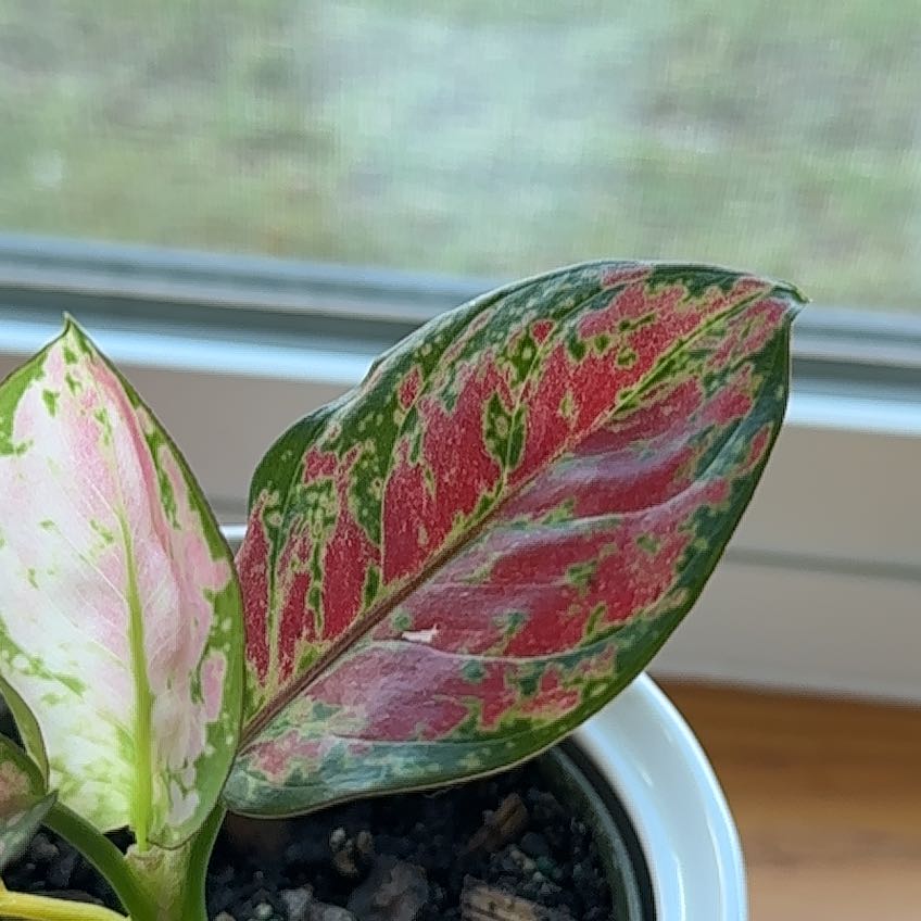Photo of the plant species Anglaonema Black Maroon by @CoolShrubalthea named Maureen on Greg, the plant care app